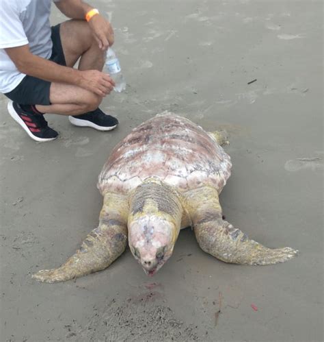 Tartaruga é encontrada morta na praia Central de Balneário Camboriú O