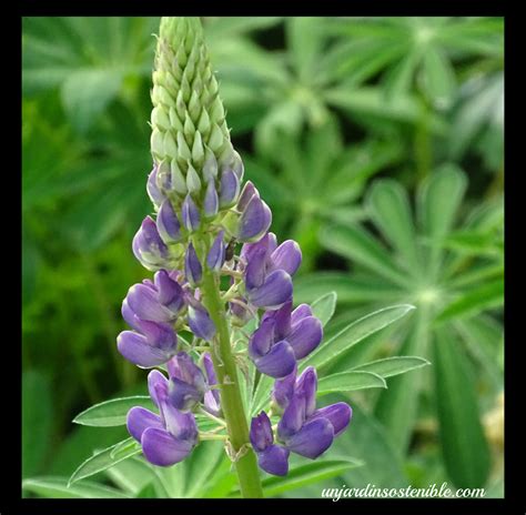 Lupinus Sp Lupino