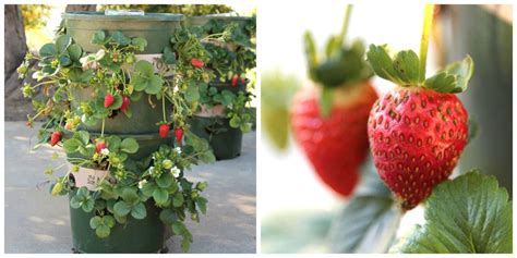 Growing Strawberries Make Your Own Strawberry Planter