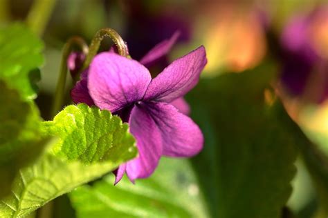 Flower Violet Bloom Free Photo On Pixabay Pixabay