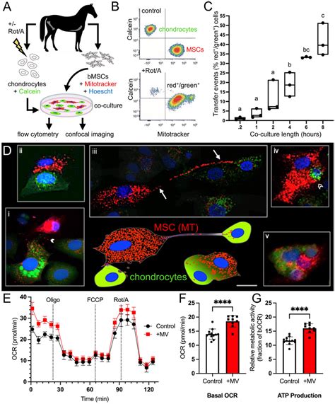 Equine Mesenchymal Stromal Cells Mscs Transfer Mitochondria Mt To