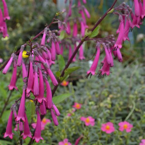 phygelius purple sensation hills perennials
