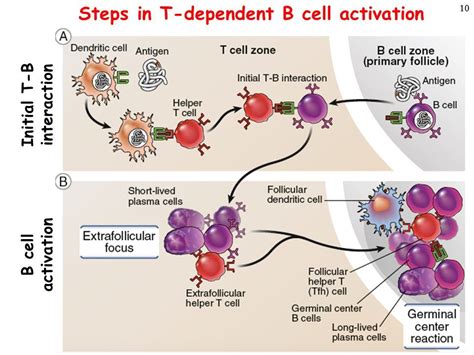 B Cell Activation Pathway