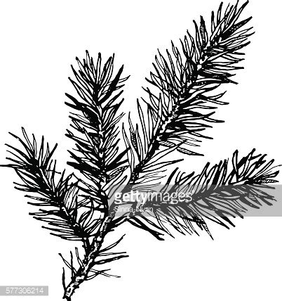 Hand Drawn Pine Tree Branch Vector Image Royalty Free