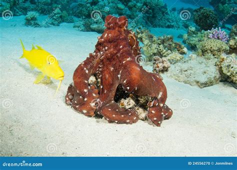 Red Octopus On Coral Reef Stock Photo - Image: 24556270