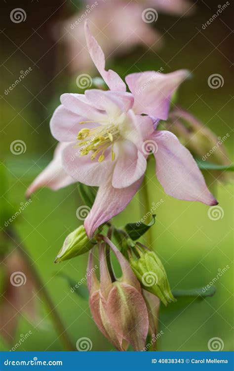 Pink Columbine Flower In My Home Garden Stock Image Image Of Love