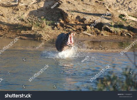 Hippo Roar Water Stock Photo 1195688971 | Shutterstock