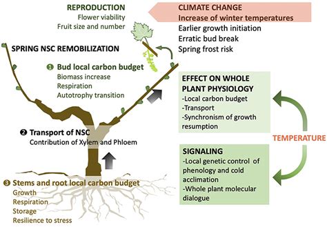 Frontiers Non Structural Carbohydrates In Dormant Woody Perennials