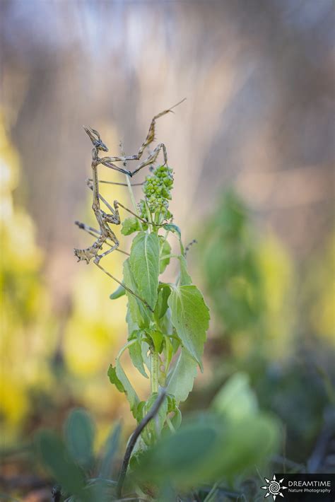 Mediterranean Conehead Mantis From 34150 Aniane France On January 29