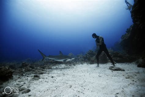 Freediving With The Caribbean Reef Sharks Of Roatan Honduras Photo