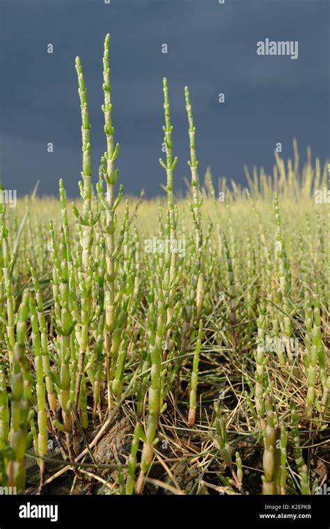 Salicornia salt marsh hi-res stock photography and images - Alamy