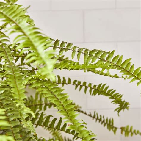 Boston Fern — Plants | Patch