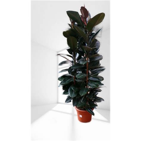 Ficus Elastica Abidjan 104117 FloraXchange