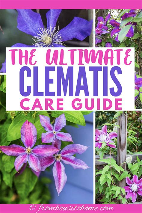 Clematis Vine Care Planting Growing And Pruning Tips