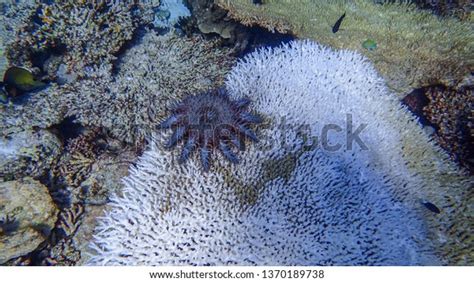 Crown Thorns Sea Star Infestation Pristine Stock Photo 1370189738 | Shutterstock