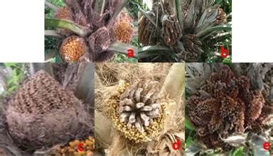 Morphological Characterization Of The American Oil Palm Collection