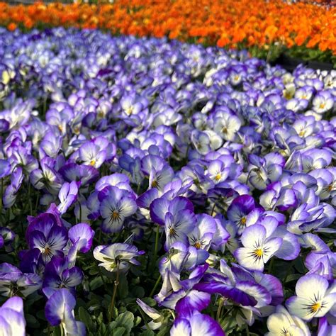 Viola Penny Purple Picotee From Babikow Wholesale Nursery