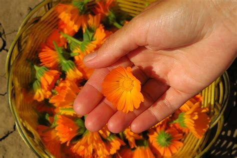 Uma Mulher Coleta Cal Ndula De Plantas Medicinais Para Colher Flores De