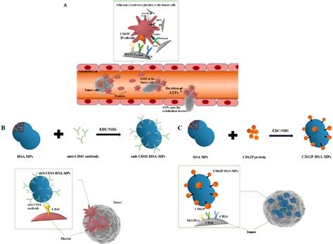 Figure 1 From Tumor Cell Capture Using Platelet Based And Platelet