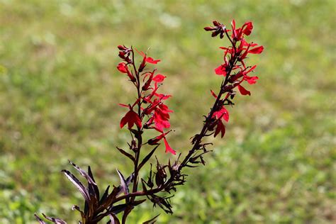 Native Plants That Thrive In Clay Soil