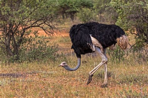 Mokolodi Nature Reserve Botswana — Uganda Gorilla adventure tours