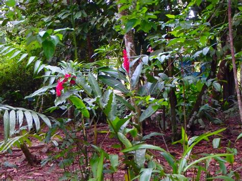 Flowers Everywhere Placencia Belize Plants