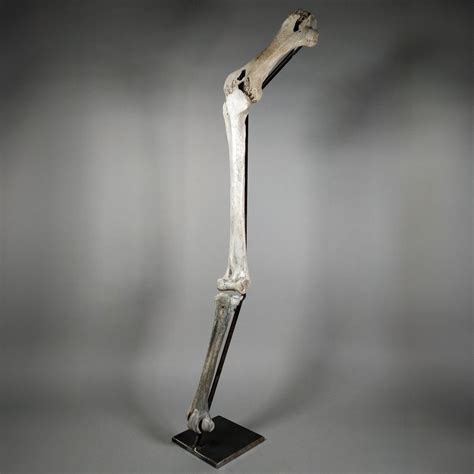 Elephant Bird - Fossil bone - Mullerornis agilis - 47.5 cm - 30 cm - Catawiki