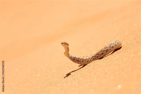 Wildlife Encounter Small Poisonous Sand Viper Bitis Peringueyi