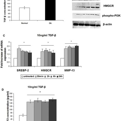 Srebp And Hmgcr Mrna And Protein Expression In Normal And