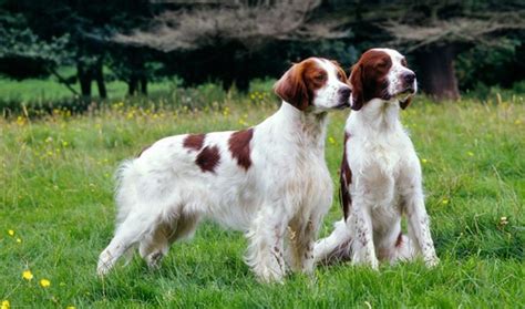 Irish Red and White Setter vs Billy - Breed Comparison