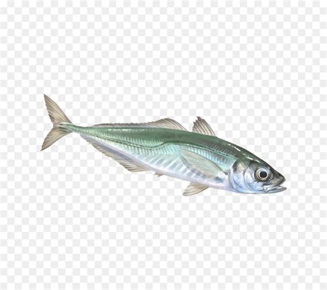 La Sardine Le Maquereau Les Poissons Gras PNG La Sardine Le