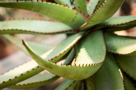 Aloe Ferox Vs Aloe Vera 4 Useful Ways To Tell Them Apart