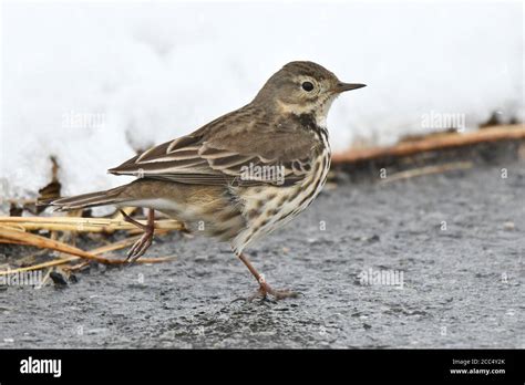 Asian Buff Bellied Pipit Siberian Buff Bellied Pipit Anthus Rubescens