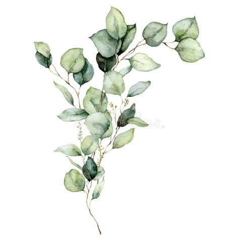 Watercolor Floral Card Of Eucalyptus Branches Leaves And Seeds Hand