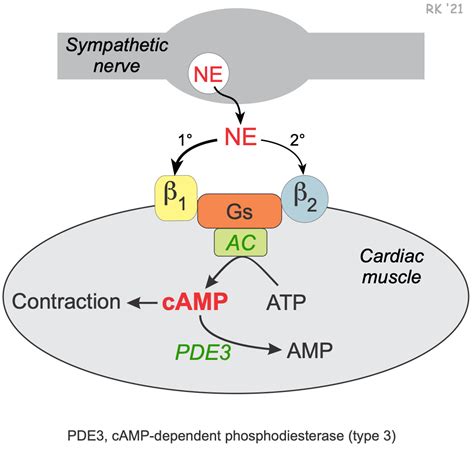 Cv Pharmacology Phosphodiesterase Inhibitors