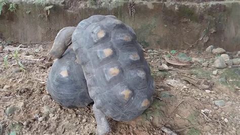 Tortuga Hembra En Celo Apareamento De Morrocoy Cortejo Youtube