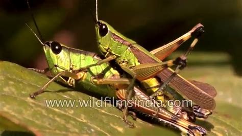 Grasshoppers Mating In Sikkim Youtube