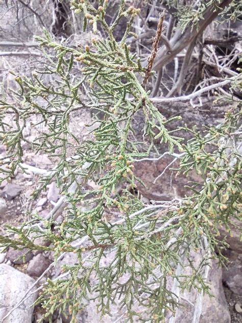 Redberry Juniper From Organ Pipe Cactus National Monument Pima County