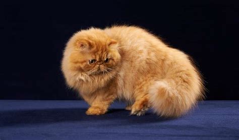 Orange Persian Kittens