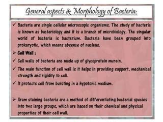 Ultra Structure Of Bacterium Ppt