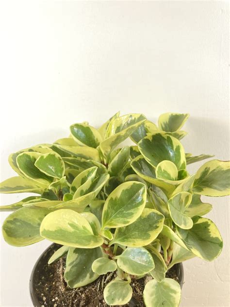 Peperomia Obtusifolia Variegada Plantiqueria