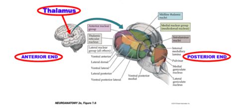 Thalamic Nuclei Flashcards Quizlet