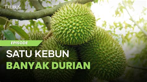 Berkebun Durian Di Lahan 3 5 Hektare Dengan Beragam Varietas Trubus