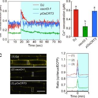 Ca Signaling Upon Cold Shock In Rice Plants A Cytosolic Free Ca