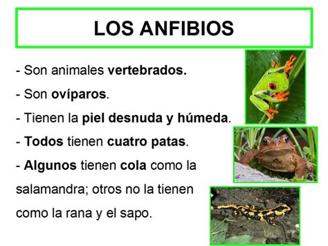 Cual Es La Diferencia Entre Anfibios Y Reptiles Esta Diferencia Hot