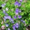 Campanula Species Harebell Peach Leaf Bellflower Peach Leaved