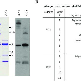 Mass Spectrometric Analysis Of IgE Reactive Proteins From Mud Crab