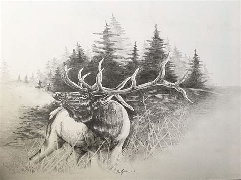 Elk Head Drawing