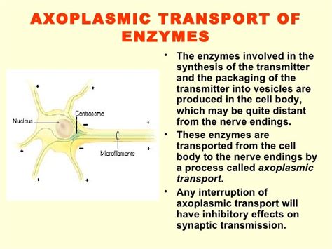 3 Synapse 08 09