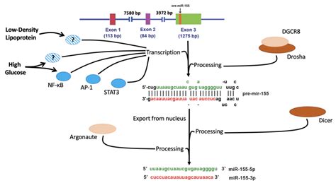 Schematic Overview Of MiR 155 Biogenesis Several Transcription